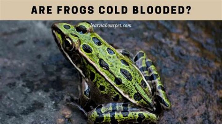 Are all frogs cold blooded?