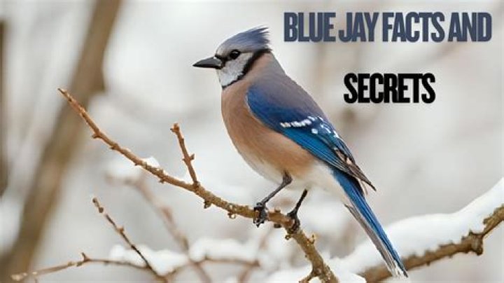 Are Blue Jays bad birds?