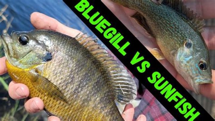 Are bluegill spines poisonous?
