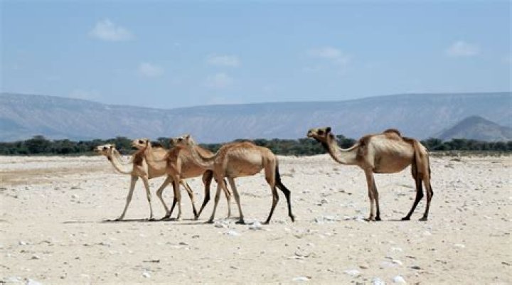 Are camels better than Marlboro?