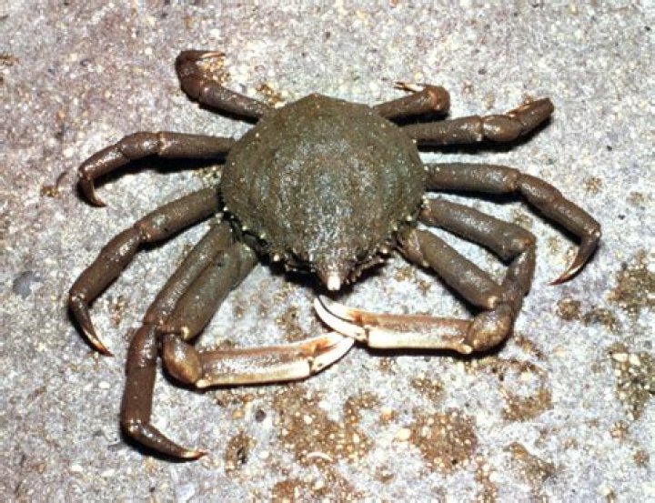 Are crabs arachnids?