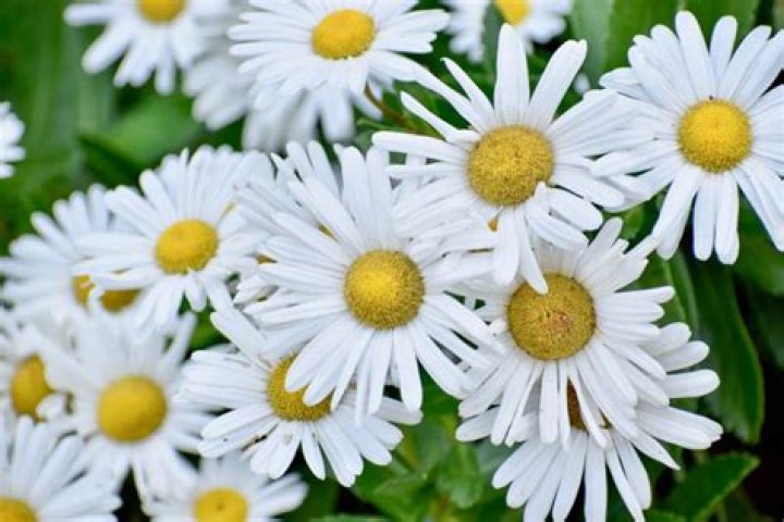 Are daisies in the chrysanthemum family?