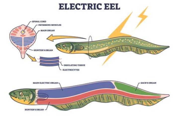 Are eels protected in UK?