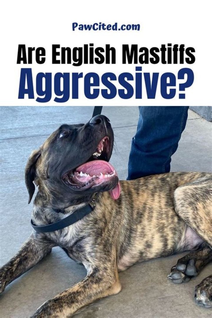 Are English mastiffs aggressive?