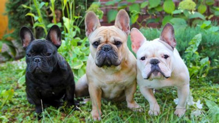 Are French Bulldogs allowed milk?