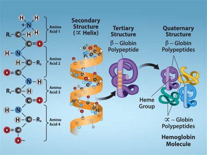 Are globular proteins tertiary or quaternary?