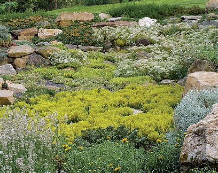 Are sedums frost tolerant? | ContextResponse.com