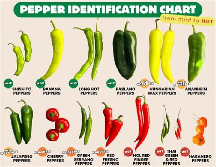 Are Shepherd peppers hot? | ContextResponse.com