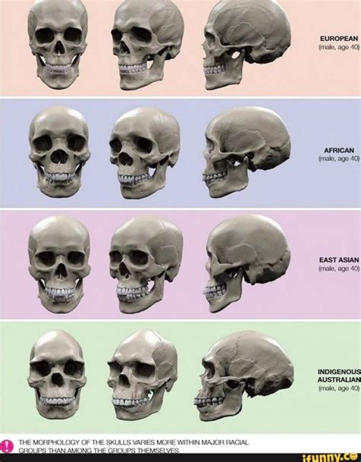 Are skulls symmetrical? | ContextResponse.com