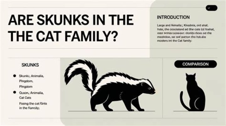 Are skunks in the cat family?