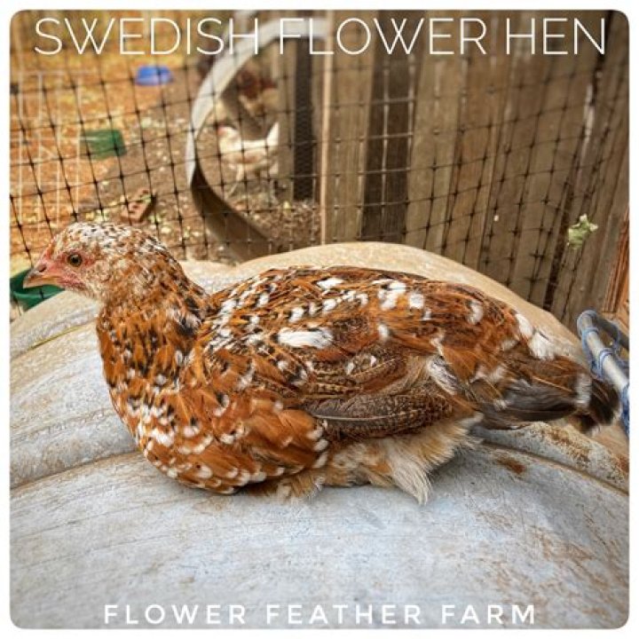 Are Swedish flower hens good layers?