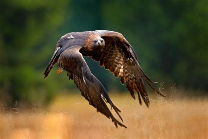 Are there golden eagles in Manitoba?