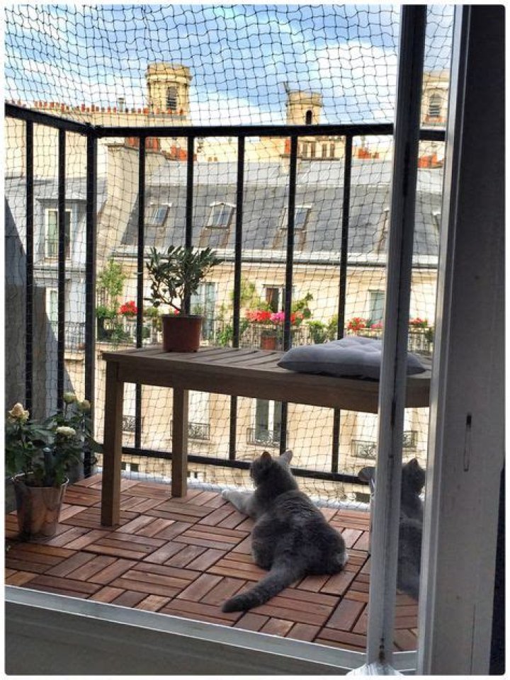 Can a cat live in a Catio?