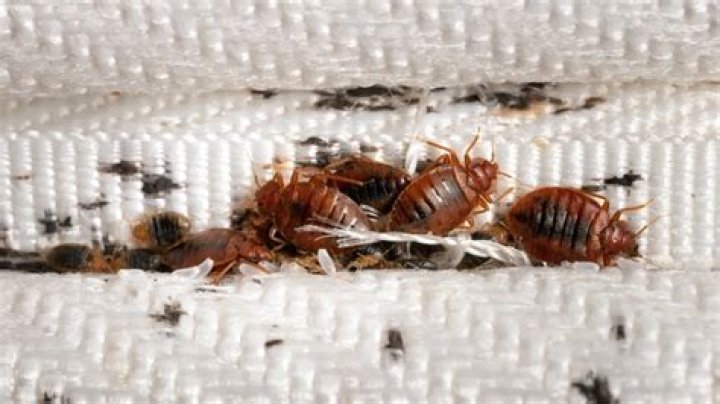 Can bed bugs live in storage units?