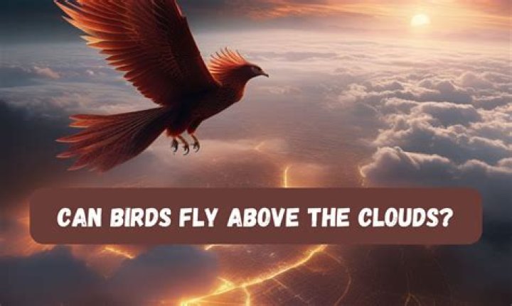 Can birds fly above the clouds?