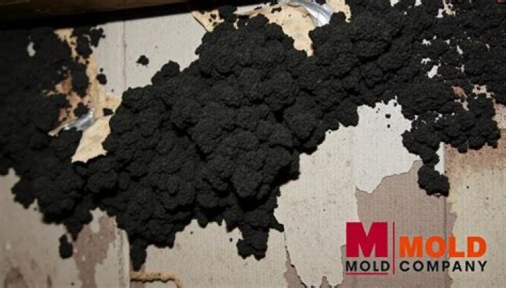 Can black mold grow on plaster?