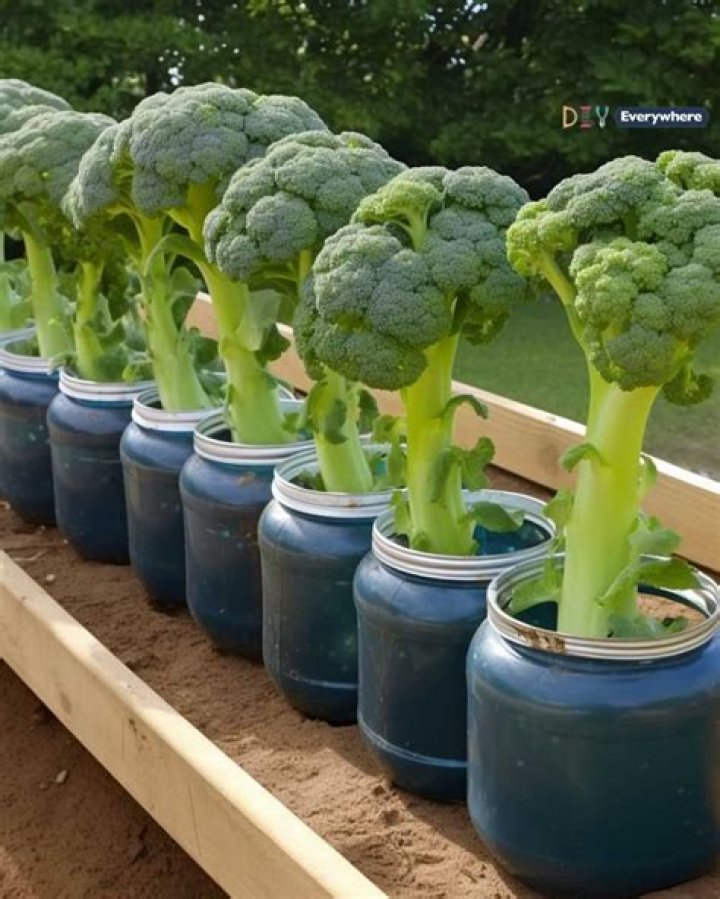 Can broccoli be grown in a greenhouse?