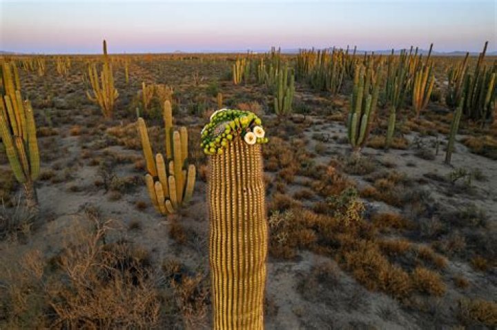 Can cactus survive in an office?