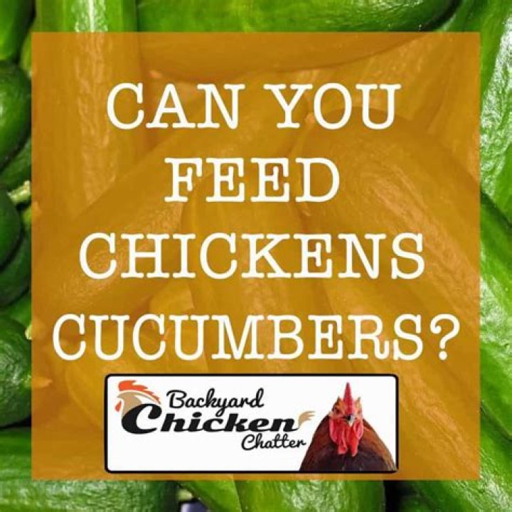 Can chickens eat cucumber peelings?