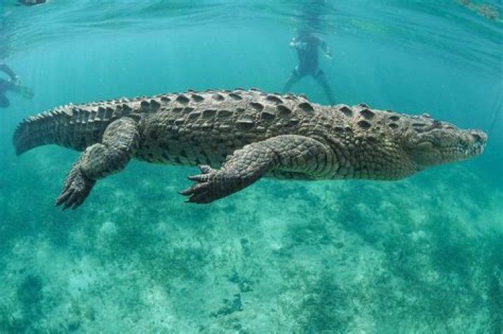 Can crocodiles see?