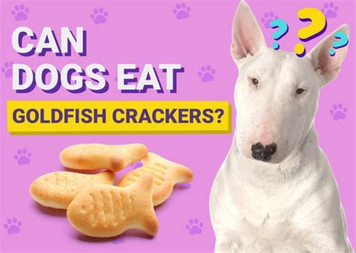 Can dogs eat goldfish crackers?