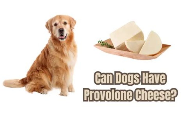 Can dogs have provolone cheese?