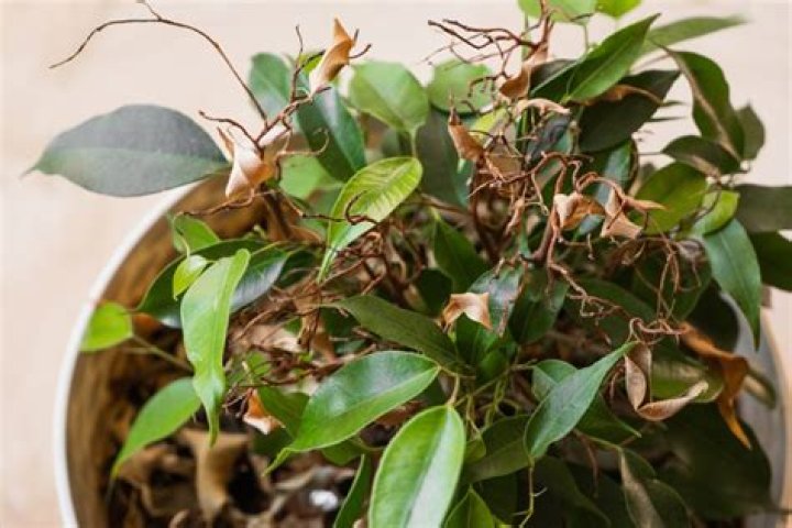 Can ficus trees live outside?