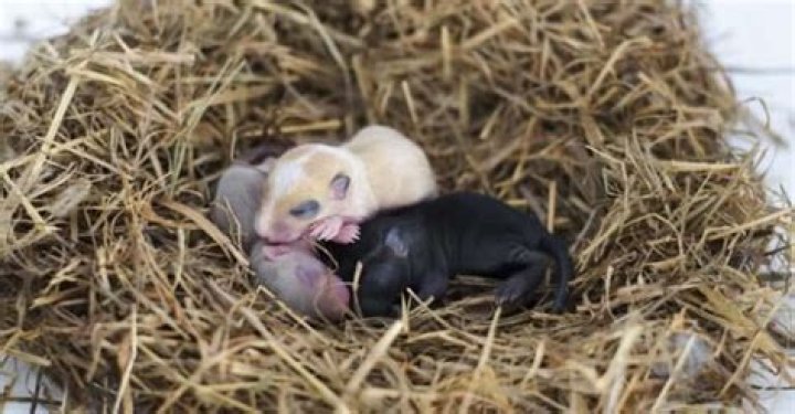 Can gerbils have strokes?