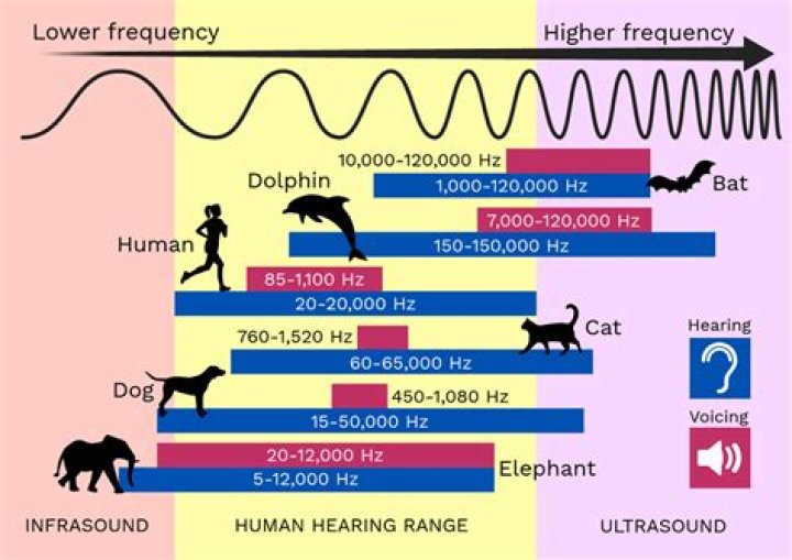 Can humans hear 16khz?