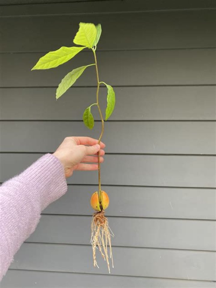 Can I grow avocado from seed?