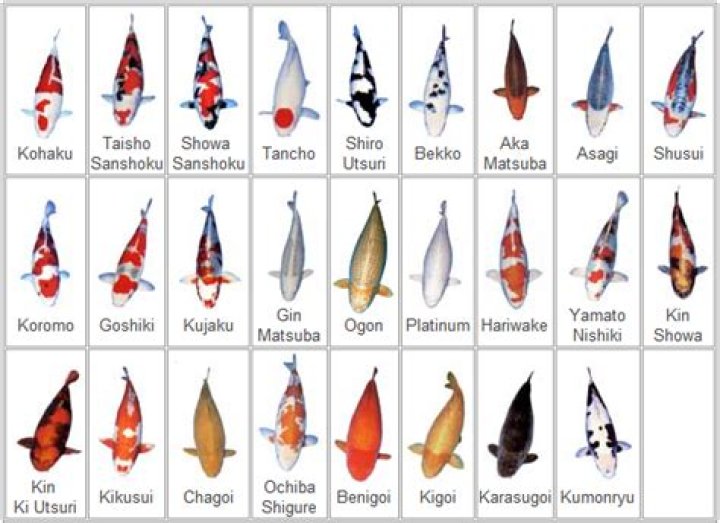 Can koi and comets breed?