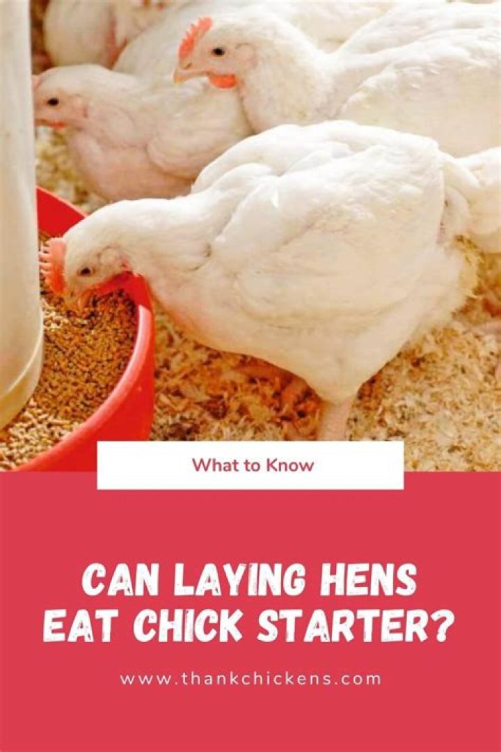 Can laying hens eat chick starter?