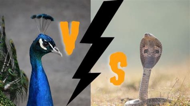 Can Peacock kill snake?