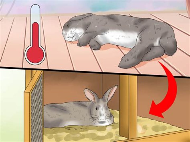 Can rabbits die from the heat?