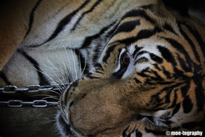 Can Tigers cry?