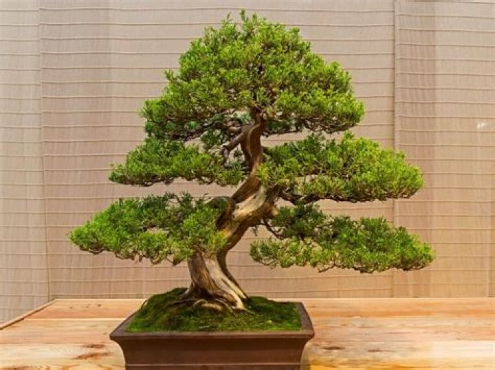 Can you bonsai a pepper plant?