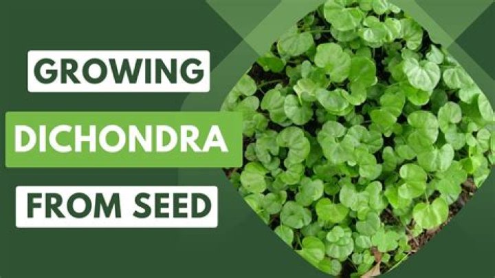 Can you divide Dichondra? | ContextResponse.com