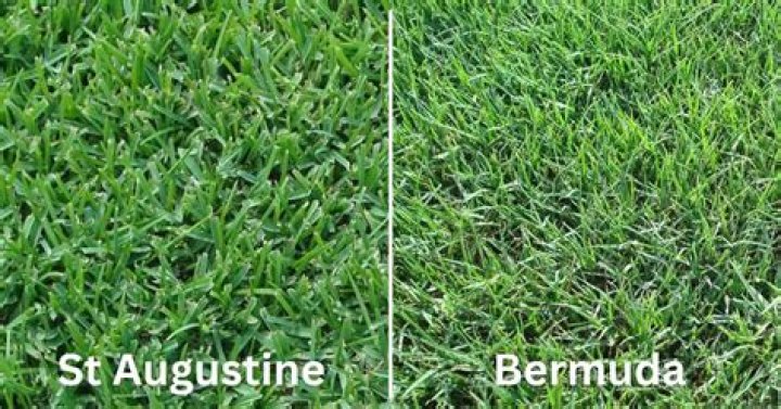 Can you lay St Augustine over Bermuda?