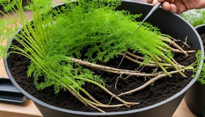 Can you propagate asparagus fern?