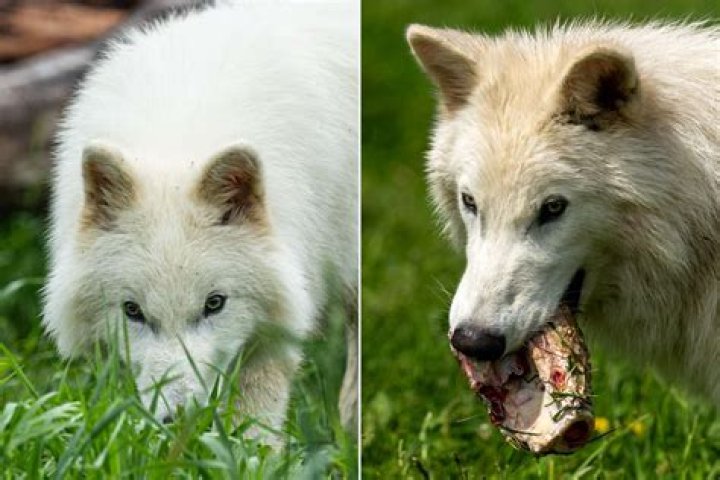 Can you ride a dire wolf ark?