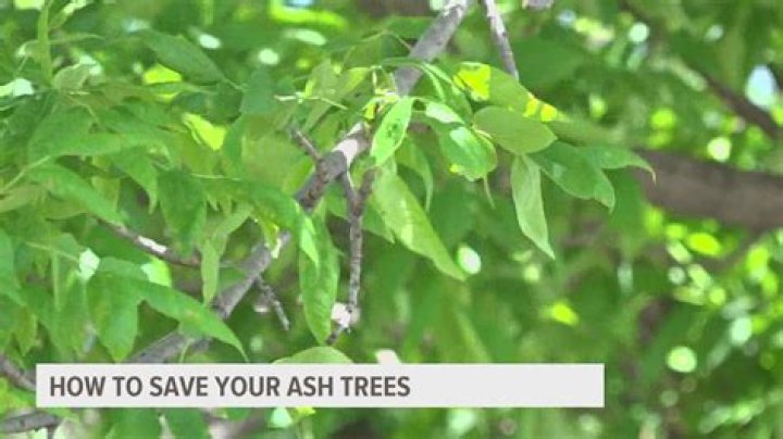 Can you treat ash trees yourself?