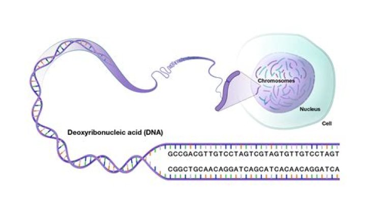 Could 2 Humans have some differences in their DNA sequences?
