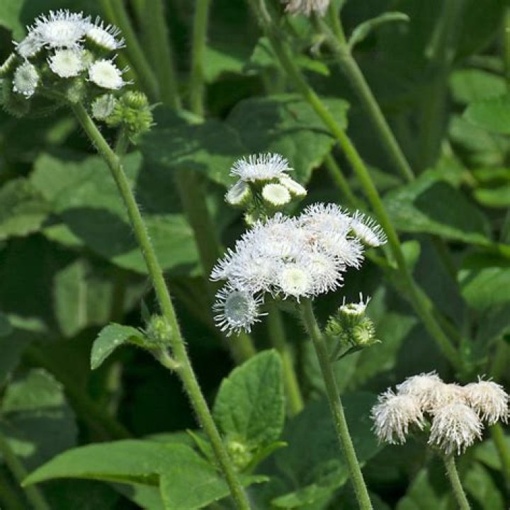 Do ageratum come back every year?