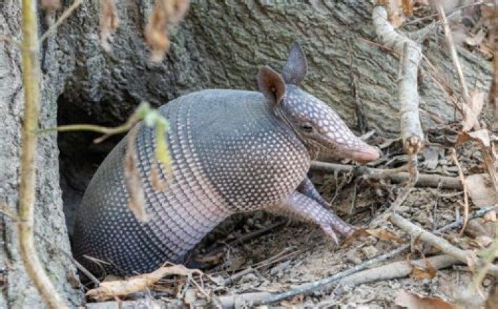 Do armadillos smell bad?