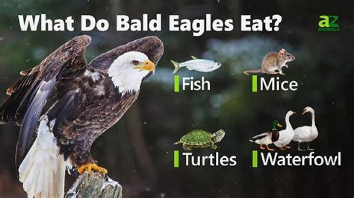 Do bald eagles eat salmon?