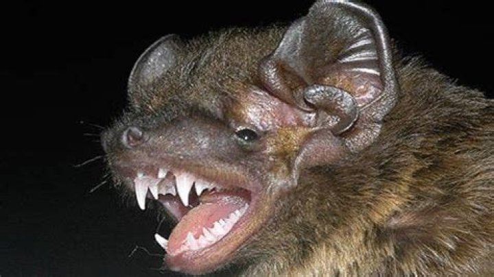 Do bats make noise?