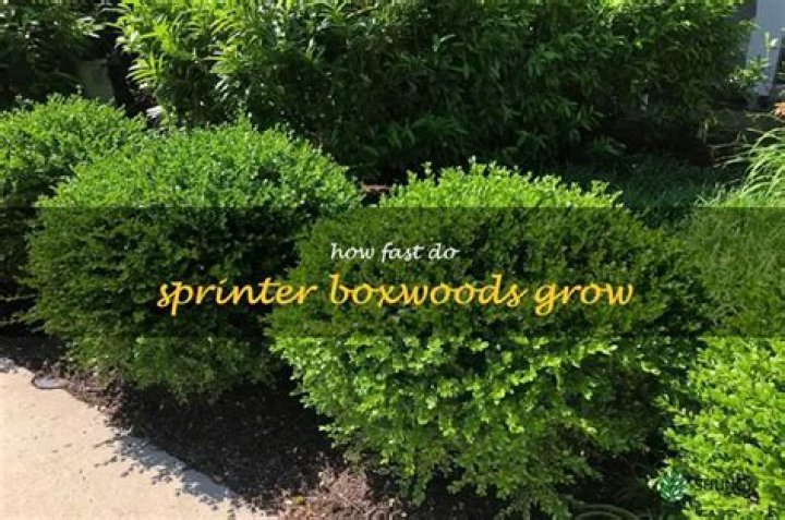 Do boxwoods grow fast?
