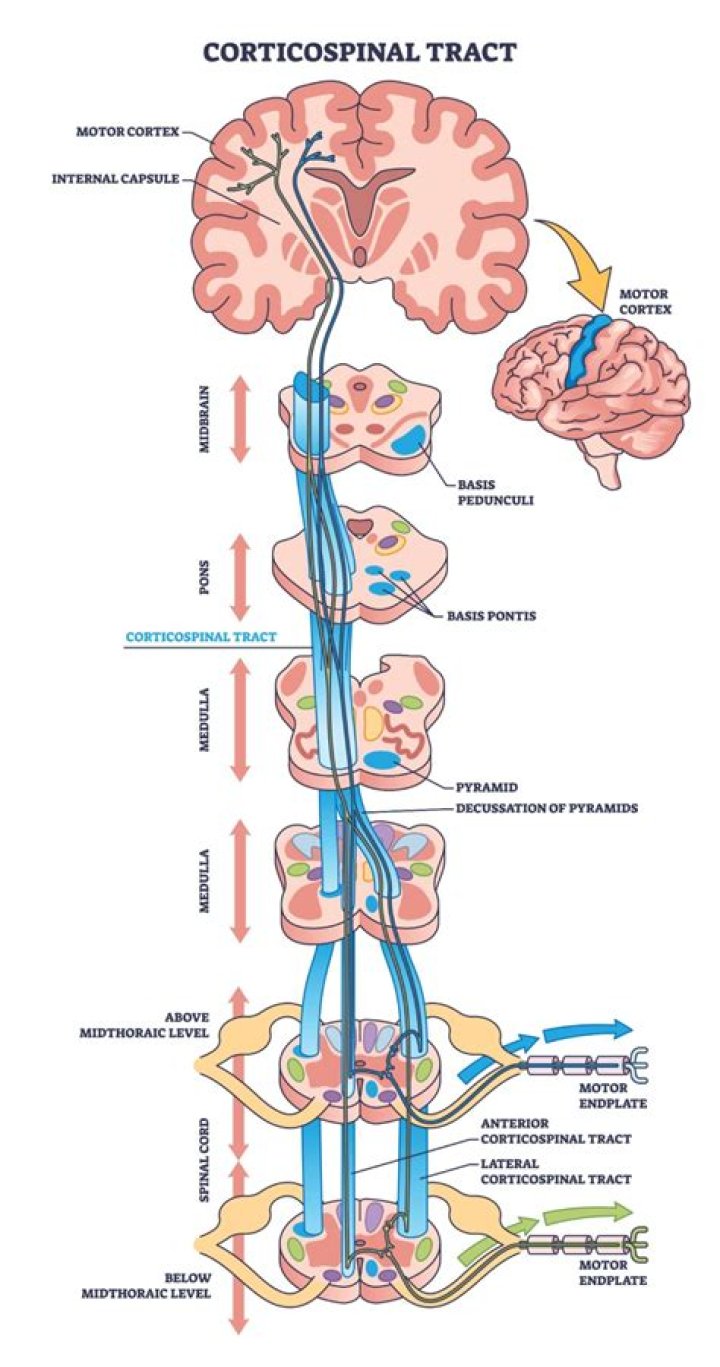 Do cerebellar tracts cross? | ContextResponse.com