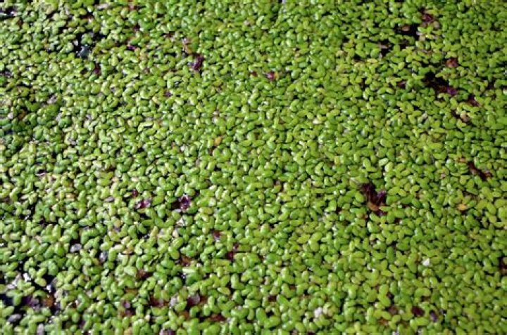 Do common carp eat duckweed?