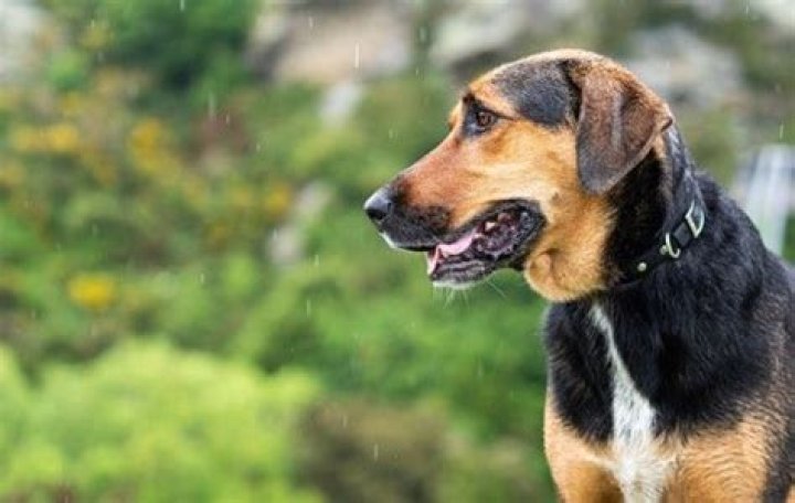 Do dogs like walking in the rain?